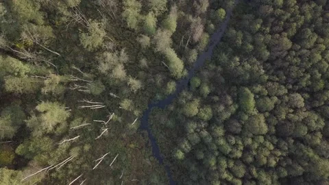 Top down view on a small river and ponds in forest. Drone footage. Vídeos de archivo 153498258