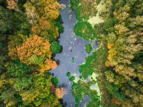 Top down view of small river and forest in autumn. Stock Photos