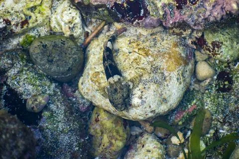 Top-down view of a small sculpin fish camouflaged against rocky substrate. Stock Photos