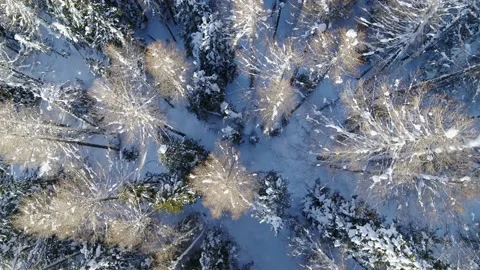 Top down view of Snow covered Forest in the Alps. Aerial Trees seen from above Stock Footage 150075350