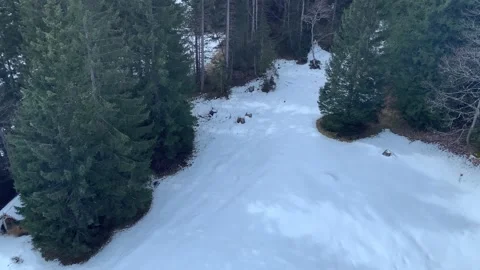 Top Down View Of Snow Covered Forest Stock Footage 237337059