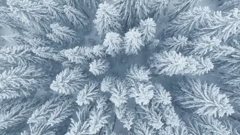 Top down view of snow covered spruce forest Stock Footage 256933295