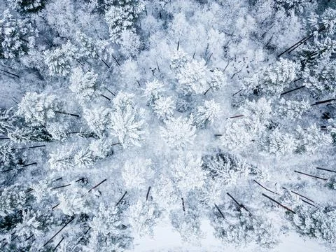 Top down view of snow covered trees Stock Photos