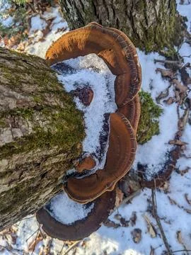 Top Down View of Snow Covered Bracket Fungi on Mossy Log 스톡 사진