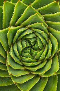 Top-down view of spiral aloe plant with sharp symmetrical leaf pattern Stock Photos