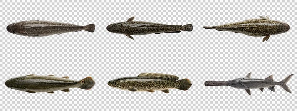 Top down view of spotted river fish and predatory species on transparent ba.. Stock Photos