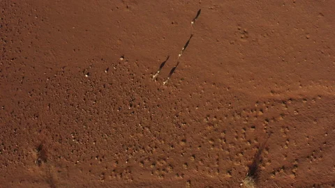 Top down view of Springboks walking at s... | Stock Video | Pond5