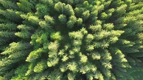 Top down view of spruce/pine forest Video stock 187755143
