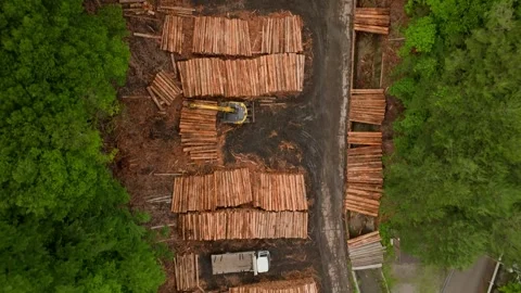 Top down view of stacked timber and trees at logging yard in forest Stock Footage 247909356