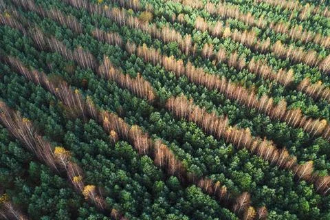 Top down view on straight rows of trees Stock Photos