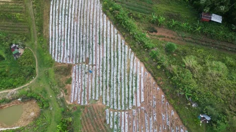 Top down view of strawberry farm rows in green scenery, Philippines	 動画素材 254600120
