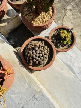 Top-Down View of a Succulent Collection with Round-Leaved Sedum Stock Photos
