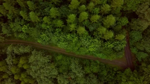 Top down view on summer forest and path through trees. Stock Footage 156671660