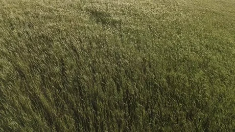 Top Down View of Sunlight and Shadows Moving Over Wheat Crops Video stock 346600454