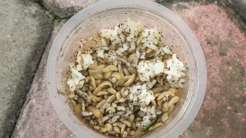 Top Down View of Swarming Maggots Decomposing Leftover Rice in a Plastic Cup Stock Footage 335968354