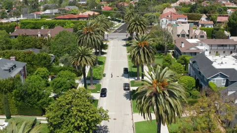 Top down view tall palm trees in suburban Los Angeles with residential homes Stock Footage 273893148