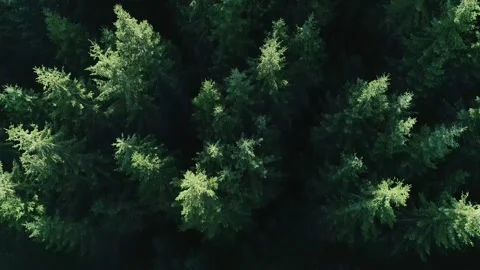 Top-down view of tall pine tree crowns bathed in golden Stock Footage 331726093