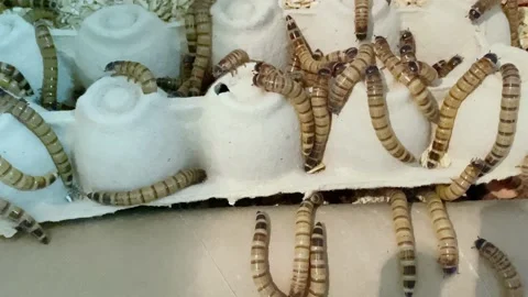 Top down view of a tangle of worms for feeding pet lizards Stock Footage 236777323