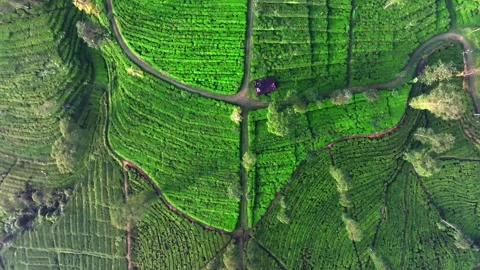 Top Down View of Tea Plantation with Natural Green Patterns Stock Footage 337834851