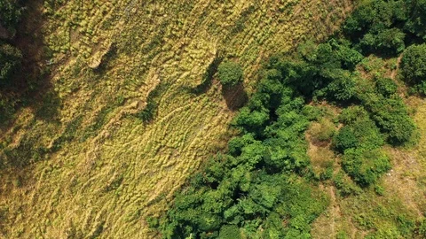 Top Down View Teletubbies Hill. Drone Shot Tropical Savanna Hills Stock Footage 113886806