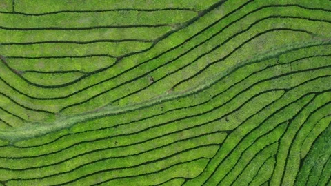 Top-Down View of Terraced Tea Fields in the Azores 库存影片 301735683