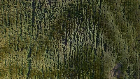Top down view of textured plantations with sunflowers. 4K Drone Video Stock-Footage 175916824