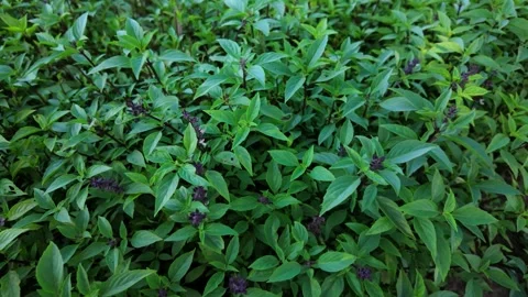 Top-down view of Thai basil plants in Vietnamese herb garden, 4K slow motion Video stock 307659523