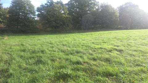 Top Down View Of Thick Lush Green Grassy Meadow Texture Stock Footage 348029296