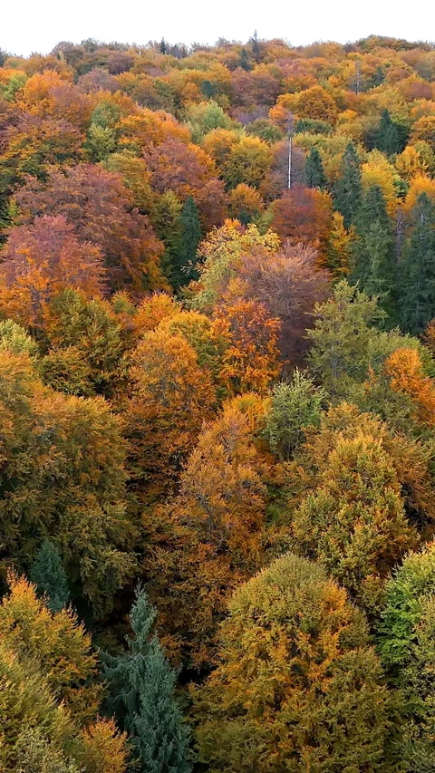 Top-down view of a thick mixed forest canopy blanketed in rich shades of orange Stock Footage 319946916