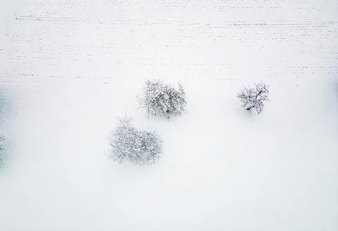 Top down view three lonely trees covered in a blanket of snow Stock Photos