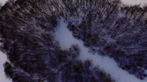 Top down view tilt up to dark trees surrounded by snow - Slovakia winter Stock Footage 162305444