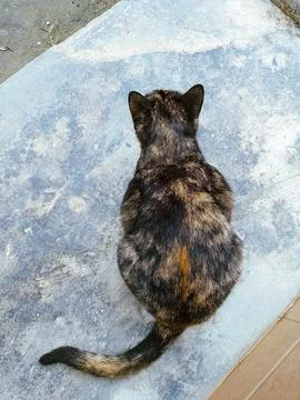 Top-down view of a tortoiseshell cat sitting on a textured concrete surface Stock Photos