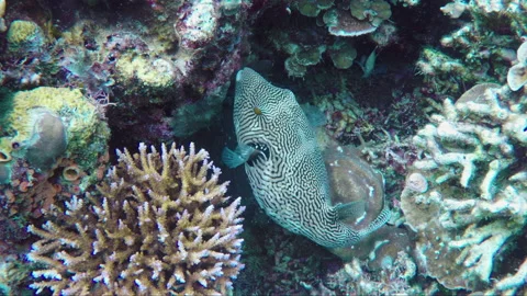 Top-down view tracking shot of Map Puffer fish in colorful healthy coral reef Stock Footage 135645291