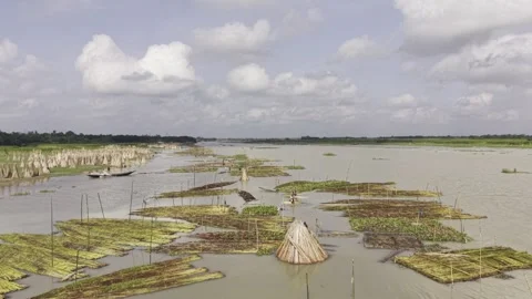 Top Down View of Traditional Jute Retting in the Padma River, Bangladesh Video stock 342916675