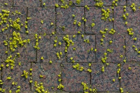 Top-down view of tree blossoms scattered on ground Stock Photos