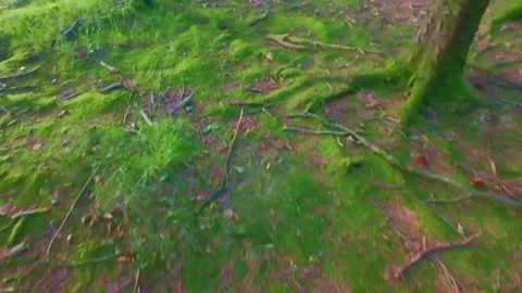 Top down view of tree roots and moss on grassy ground in Ireland Stock Footage 340435621