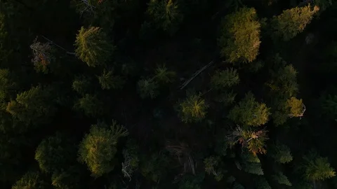Top down view of tree tops during a sunset in Oregon Stock Footage 120576005