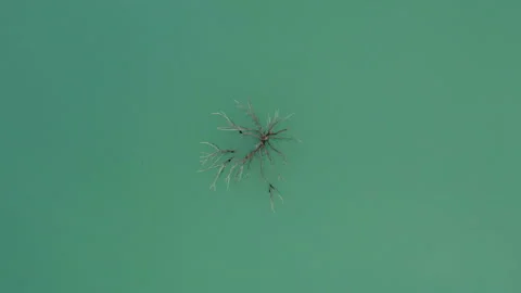 Top Down View of a tree in turquoise water in lake Embalse de Yesa, Spain Stock Footage 168334746