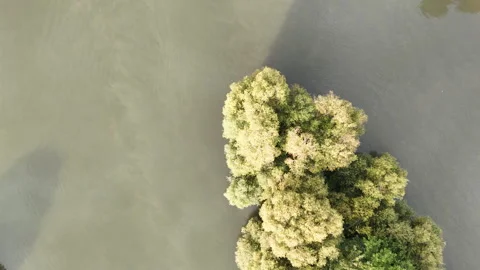 Top Down View of Trees and Water in London Stock Footage 346252957