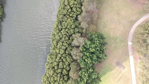 Top down view of trees lining river drone Stock Footage 83023697