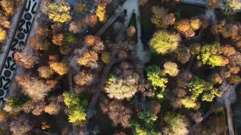 Top down view of the trees in Parque del Retiro from a drone. 스톡 동영상 189381553