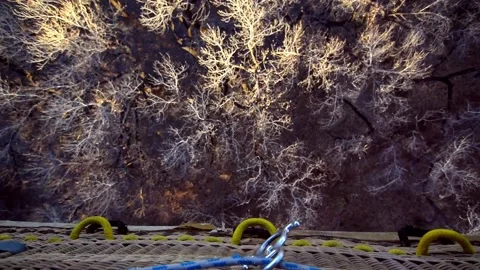 Top down view of treetops from balloon Stock Footage 149290311