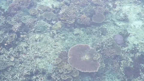 Top Down View of Tropical Coral Reef Through Clear Shallow Seawater 스톡 동영상 341803445