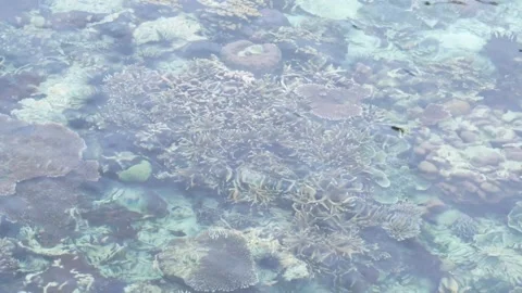 Top Down View of Tropical Coral Reef Through Clear Shallow Seawater 스톡 동영상 341861475
