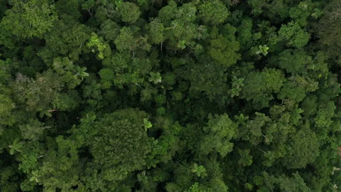 Top down view of a tropical forest in Ecuador, showing a rich biodiversity Stock Footage 196220712
