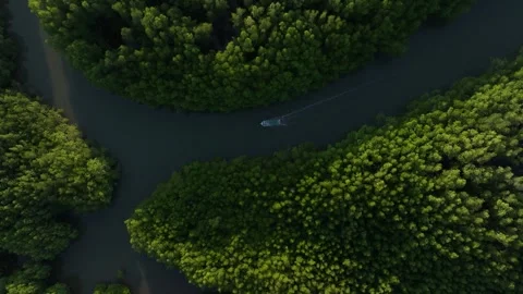 Top-down view of tropical mangrove maze with cruising boat, Koh Chang Stock Footage 310390679
