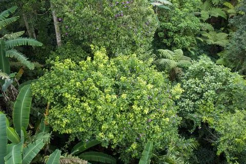 Top-Down View of Tropical Rainforest Canopy Stock Photos
