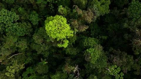 Top down view of tropical tree canopy, moving towards the tree crowns Stock Footage 196347430