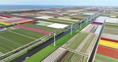 Top down view of tulip fields in Holland, rows of colorfull flowers. Stock Footage 242615421