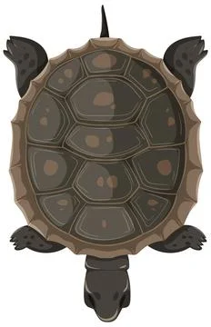 Top-Down View of a Turtle Stock Illustration